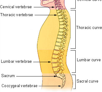 Everything you need to know about Hookay’s separated lumbar support for the ergonomic chairs.